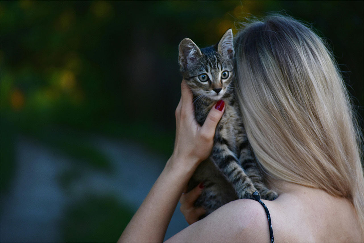 Taking Your Cat Outdoors: Helping Sensitive Pets Adapt to New Environments