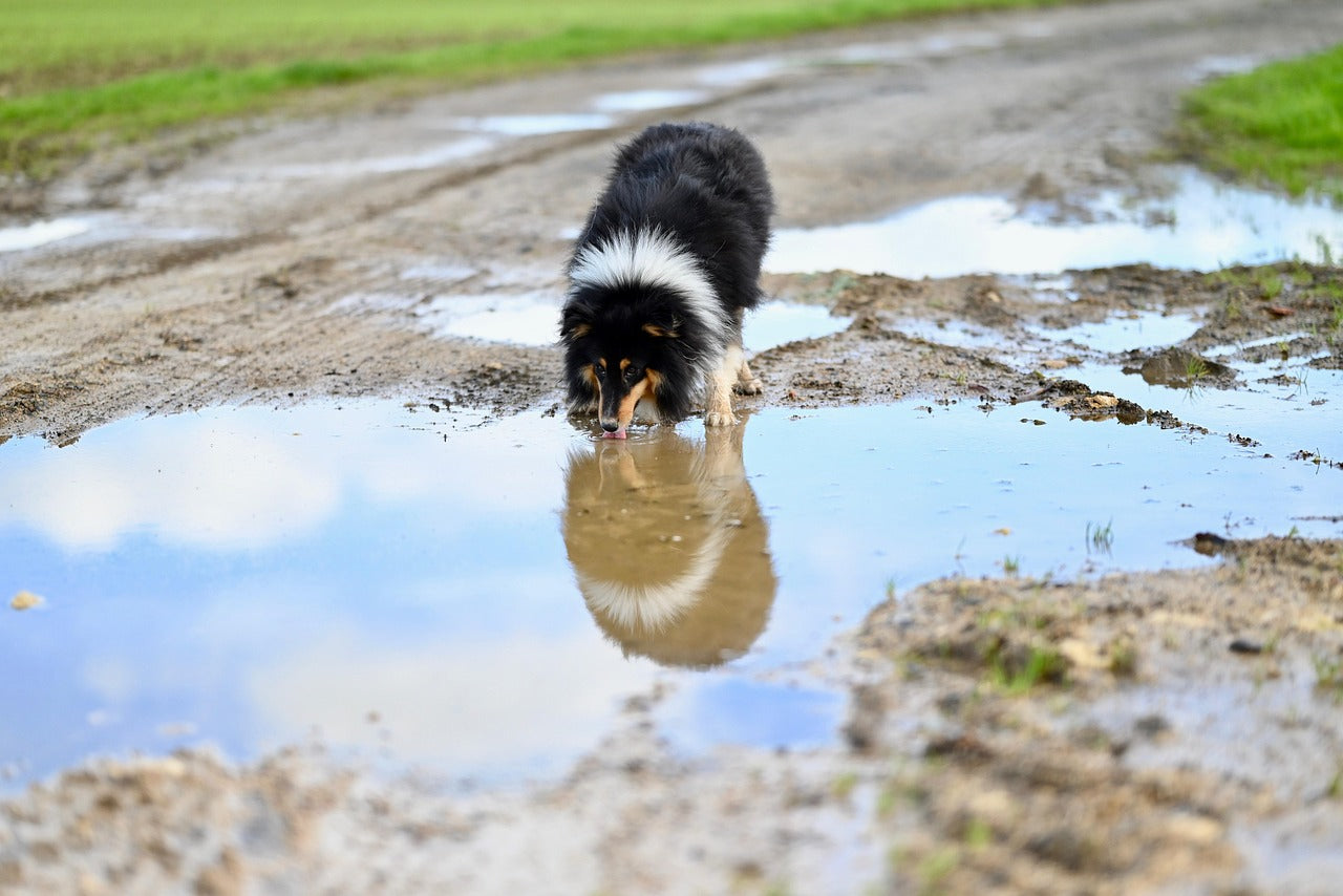 Clean Walks, Happy Pets