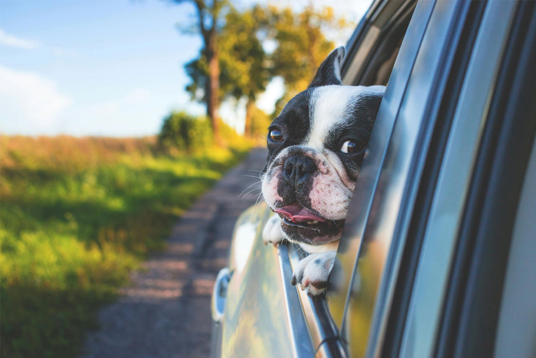 Buckle Up, Pup! Why Your Dog Needs a Seat Belt When Traveling