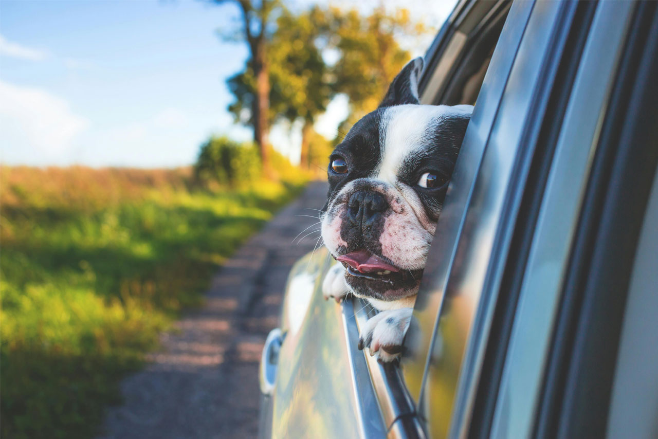 Buckle Up, Pup! Why Your Dog Needs a Seat Belt When Traveling