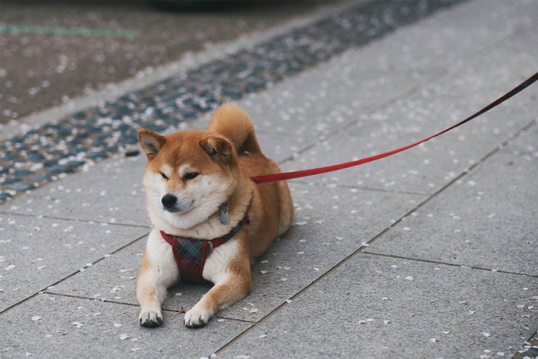 Why a Harness Is Better Than a Collar