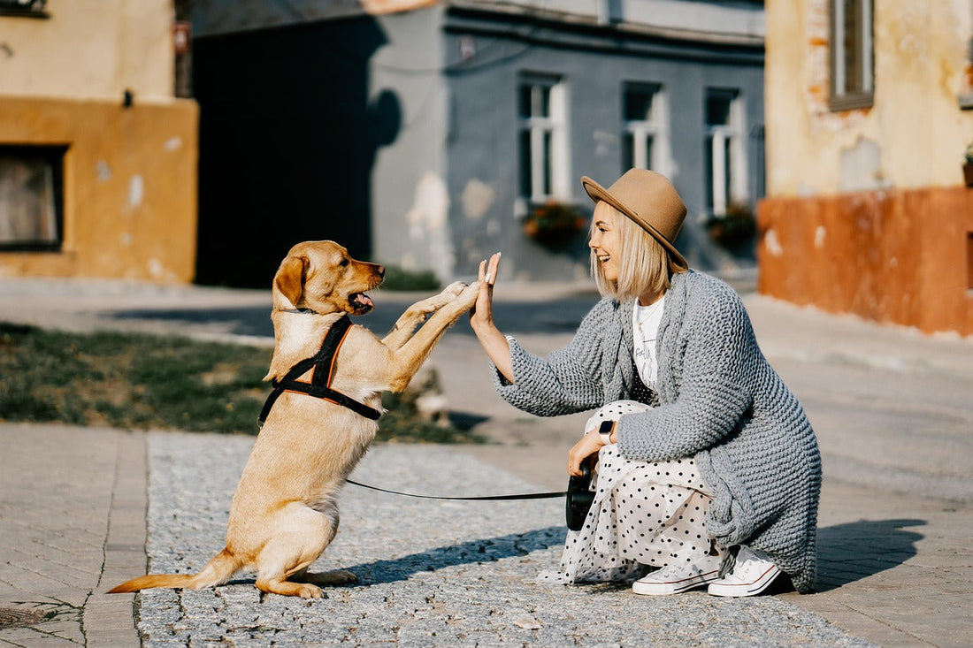 Responsible Dog Walking: Caring for Your Pet and the Environment