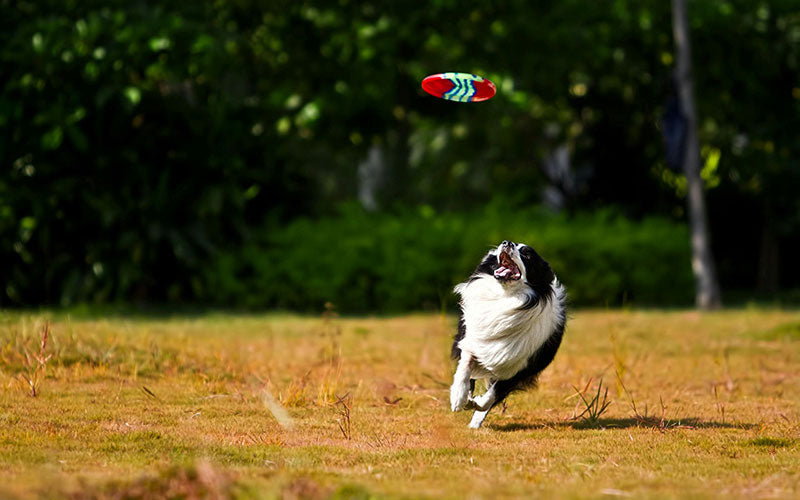 Go Play Outside with Your Pet!